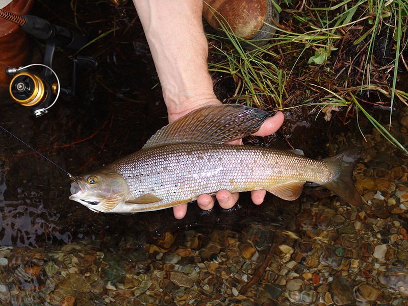 Arctic Grayling