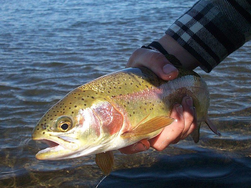 Rainbow Trout