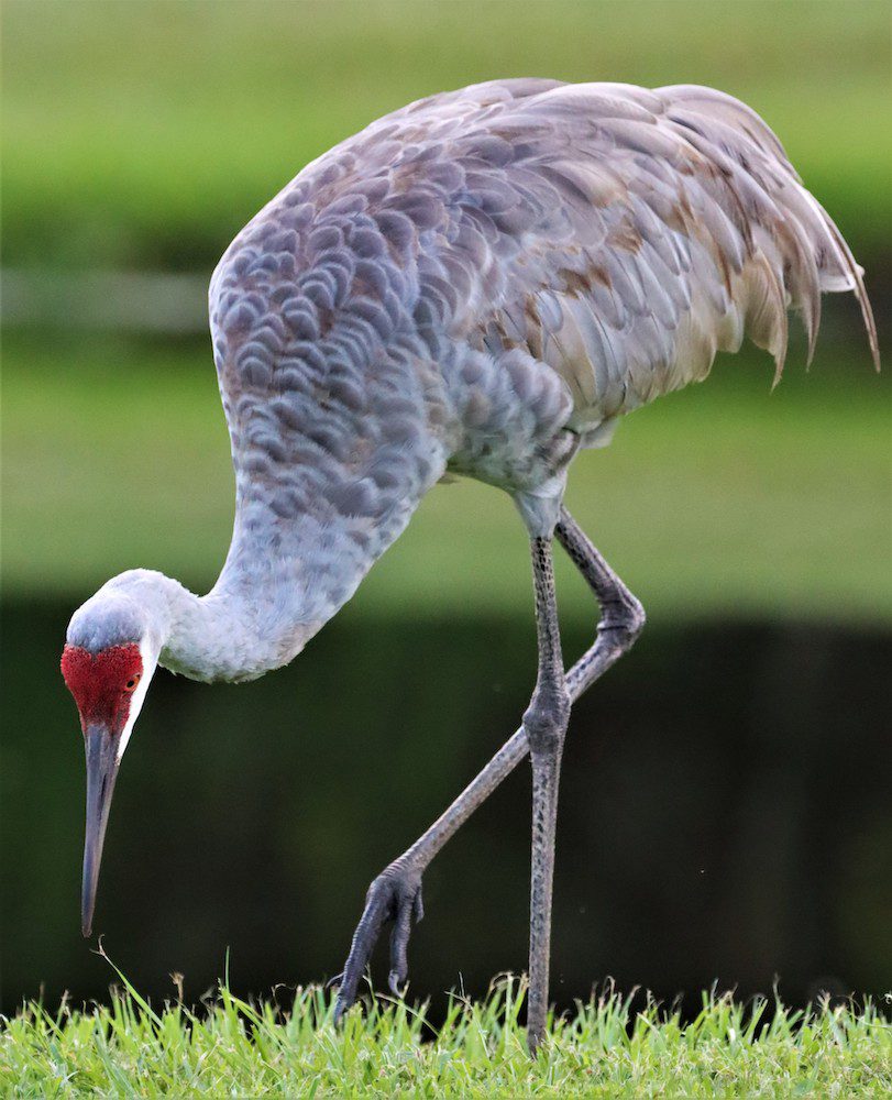 a sandhill crane